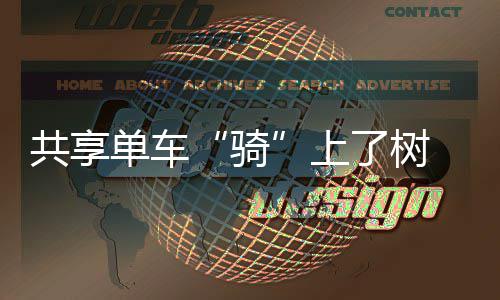 艾弗森中国行后三站正常进行 避谈是否出场打球 共享卡到行道树杈上