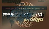共享单车“骑”上了树 它是怎么上去的？