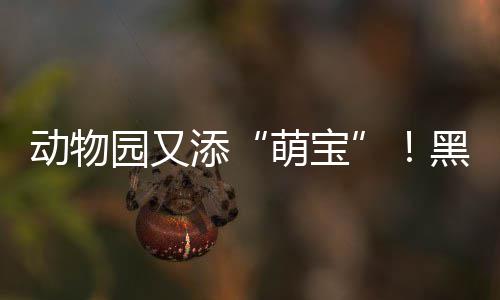 下周河南不是阴天就是雨 气温降至20℃以下 动物家族在不断壮大