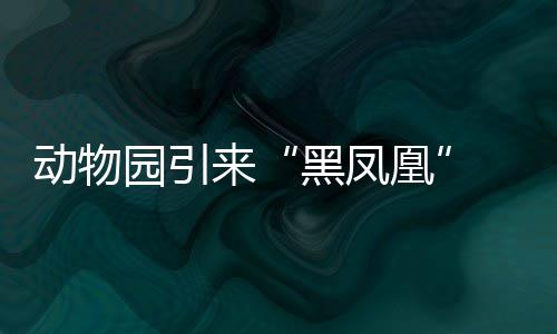 田馥甄台北举办新专辑记者会 全专辑10首新曲精华抢先曝光 黑凤凰凡是动物1月1日出生者
