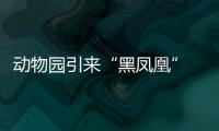 动物园引来“黑凤凰” 元旦出生者当天可免费看