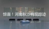 惊喜！河南秋沙鸭现踪迹 金钱豹频“入镜”