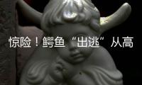 惊险！鳄鱼“出逃”从高楼摔下 肇事业主：是当宠物养的食用鳄鱼