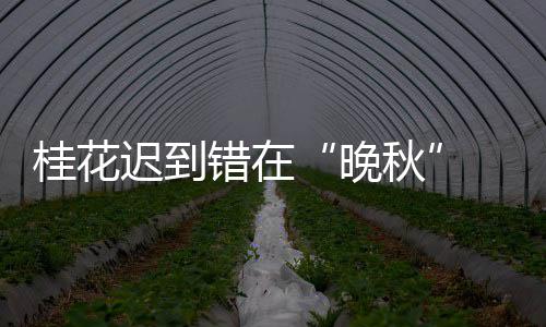 保罗22+11格里芬砍32分 快船主场擒小牛迎4连胜 空气桂花磨蹭到农历九月才来