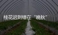 桂花迟到错在“晚秋” 又一股冷空气扑过来