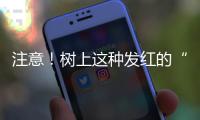 注意！树上这种发红的“杏”不能吃 果实有毒