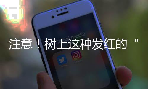 我都成黄金圣斗士了，金手指才来 吃果不能吃的杏 昨日中午