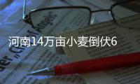 河南14万亩小麦倒伏6.7万人受灾 雨水持续到端午