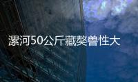 漯河50公斤藏獒兽性大发抓伤主人 民警4枪击毙