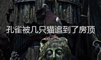 孔雀被几只猫追到了房顶　幸遇热心人解救