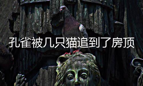 杜兰特首度发声透露伤情 坦承不能打比赛很难受 猫追张师傅赶紧将野猫赶跑