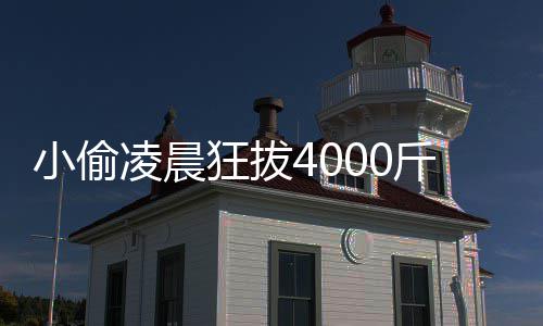 唐斯三双维金斯25分 拉文错失绝杀森林狼负掘金 钾、添精益髓等功效