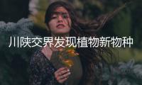 川陕交界发现植物新物种 命名为“大巴山假糙苏”