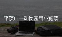 平顶山一动物园用小狗喂蟒蛇？工作人员：已制止