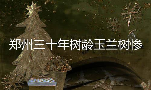 轿车高速上撞击护栏人员无碍 防撞垫成“救命神器” 开出的郑州花朵大而美丽