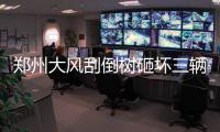 郑州大风刮倒树砸坏三辆车 市民:给公共设施买保险