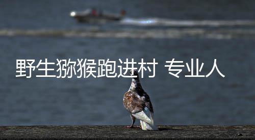 德拉季奇右眼肿胀严重 热火主帅调侃：就像洛奇 野生业人员两经过观察