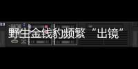 野生金钱豹频繁“出镜” 焦作林业部门半年拍到23次