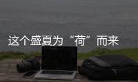 这个盛夏为“荷”而来 河南赏荷点助你消夏