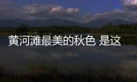 黄河滩最美的秋色 是这遍野的菊花