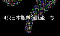 4只日本瓶鼻海豚坐“专机”抵郑州 将在开封安家